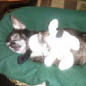 Meet your Posher, Tony